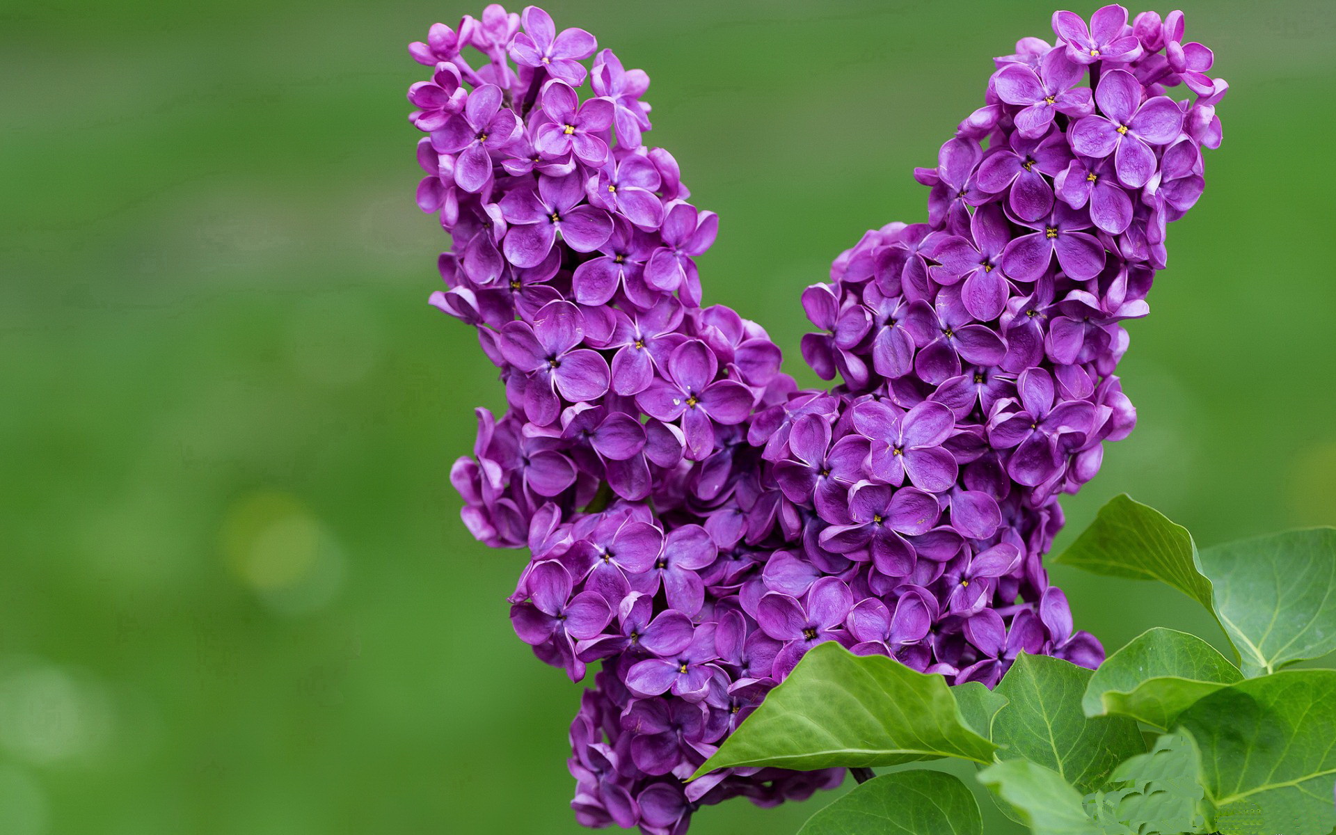 上海申花队员联手取胜,球队士气高昂,上海申花队员名单