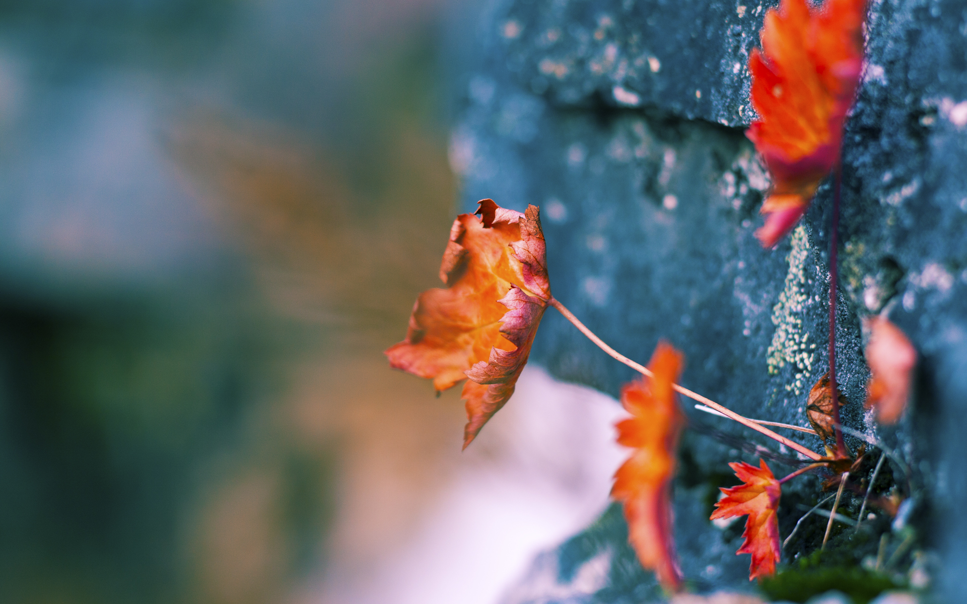 热刺主场小胜诺里奇,稳固前四位置,热刺中场引援