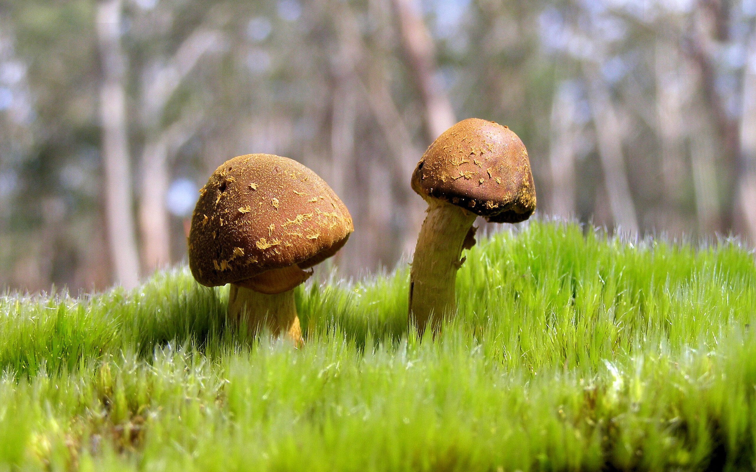 火箭展现韧性客场逆转魔术，火箭对魔术视频